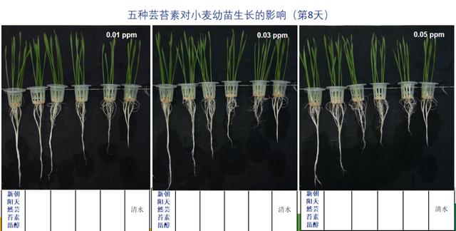 芸苔素的5大作用和谣言，4大搭配方案，你都知道吗？9