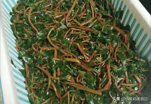 清明后，这5样野菜快老了，每样多摘点保存，一年都有“春菜”吃