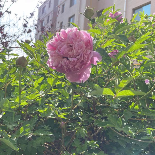 春日无尘日 晴好光明媚 百花开灿烂 万物显生机 元姆