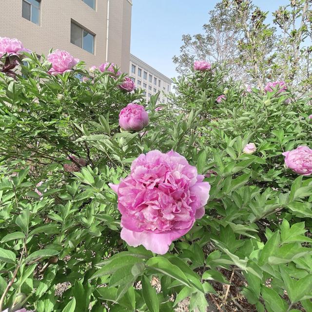 春日无尘日 晴好光明媚 百花开灿烂 万物显生机 元姆