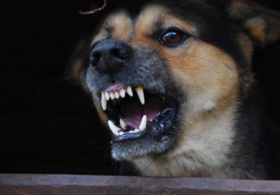 狗狗半夜突然呜呜叫(狗狗生了一只没动静了)-艾拉养犬