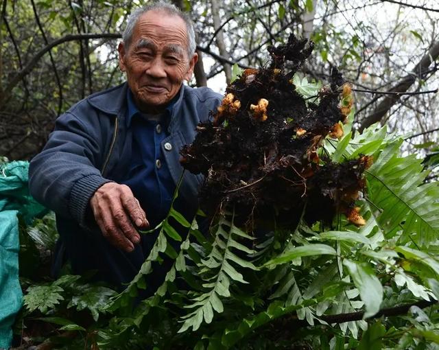 膝关节疼痛喝什么汤好,膝盖痛煲什么汤,先收藏了!