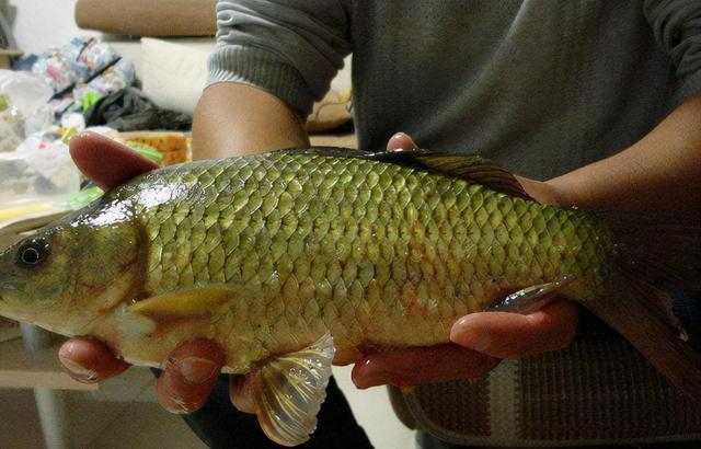 湘云鲫的养殖技术 加大号的鲫鱼,1年能长2斤多,却不能繁殖后代,南方