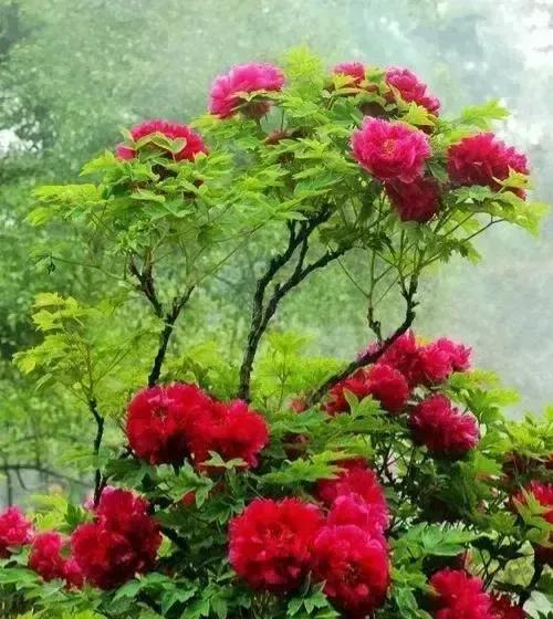 牡丹、芍药大比拼，到底谁最美