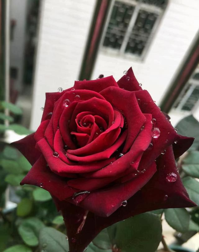 9朵红玫瑰代表什么意思