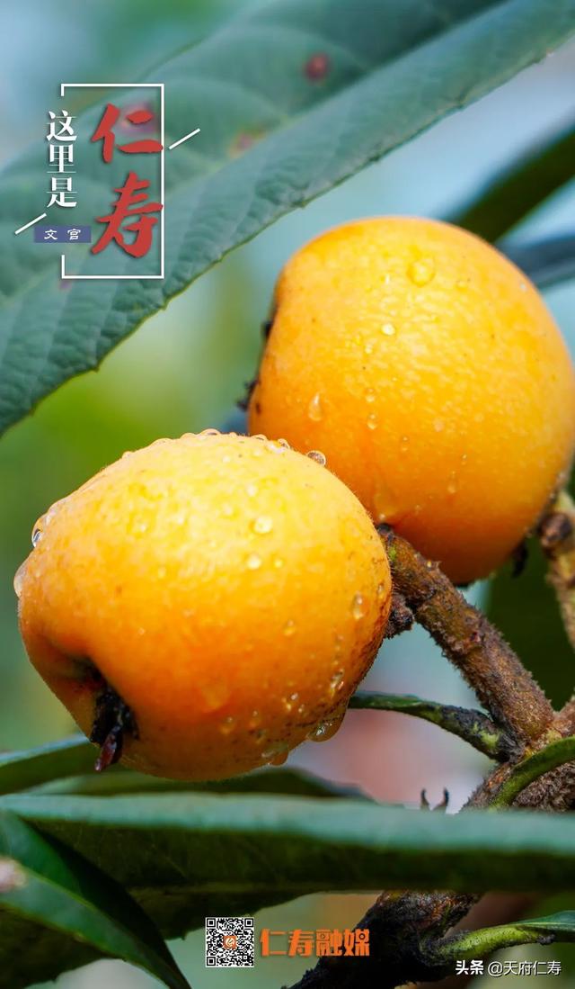 天府仁寿等你来……