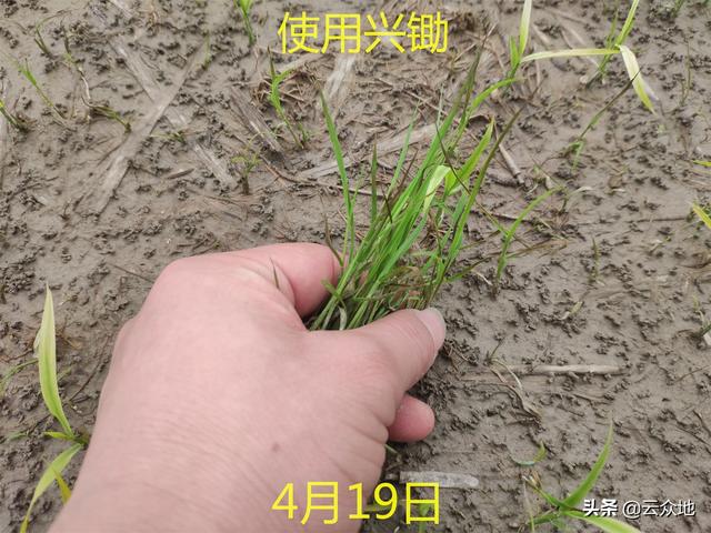 水稻田除草剂氰氟草酯既安全又高效，如何科学使用？3