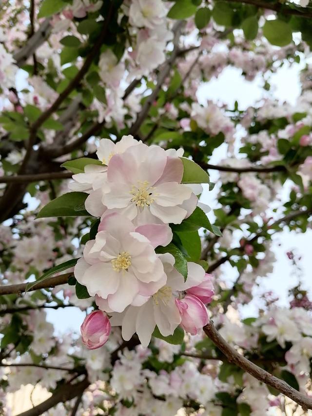 春天的花有哪些