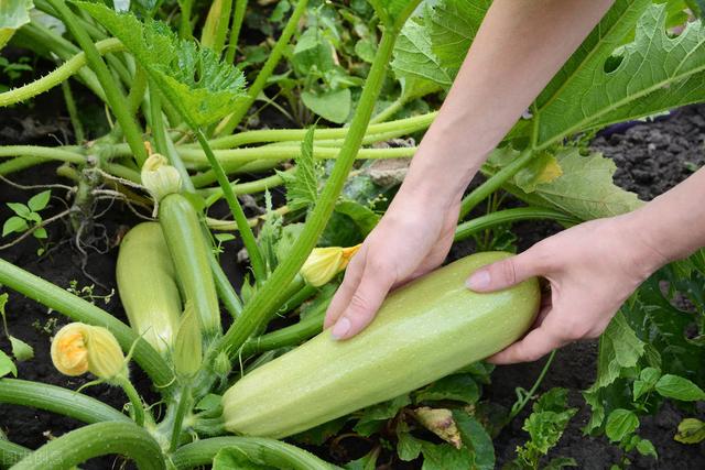五一刚走，菜价全面回落！西葫芦、茄子、大蒜行情腰斩，咋回事？