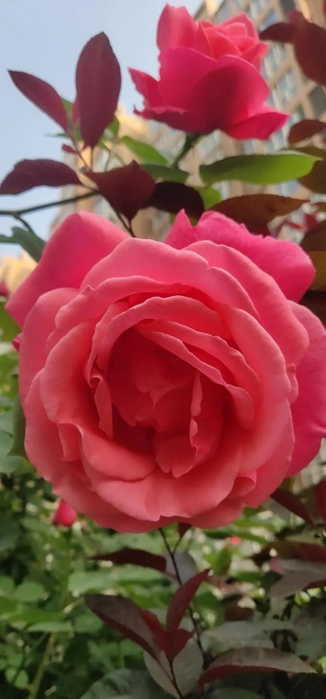 鲜花盛开，五颜六色，姹紫嫣红，一起来欣赏美景吧