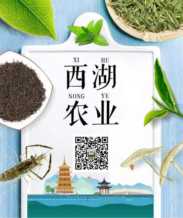 南方红豆杉（南方红豆杉的功效与作用）