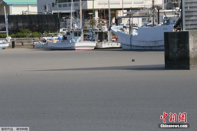 日本海底火山发生近百年最大规模喷发 大量浮石遍布海岸