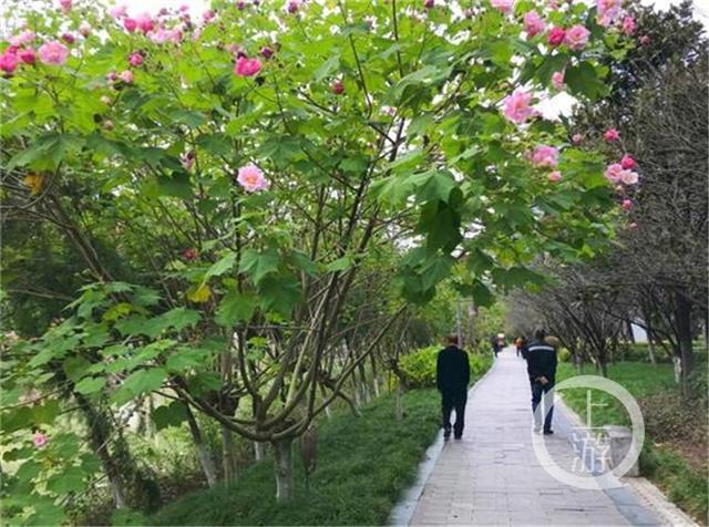 木芙蓉花与芙蓉花  木芙蓉花