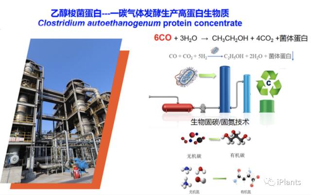 重大突破！中国农科院首次实现从一氧化碳到蛋白质的合成，并形成万吨级工业产能