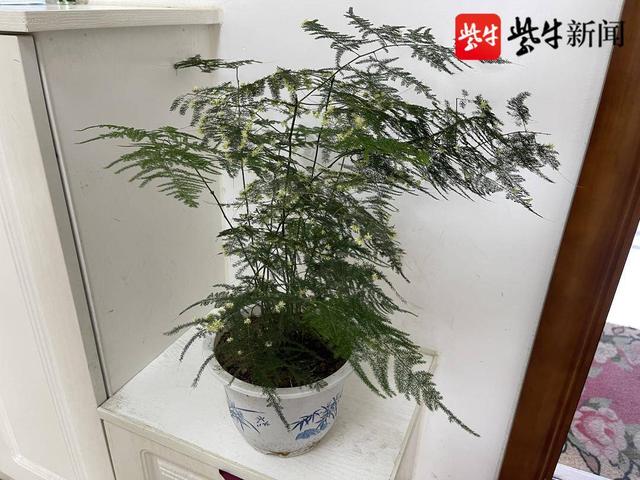 文竹开花