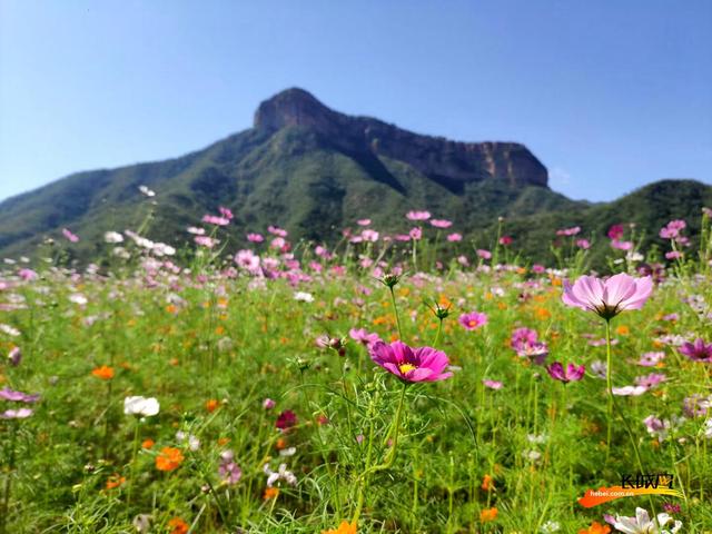 格桑花