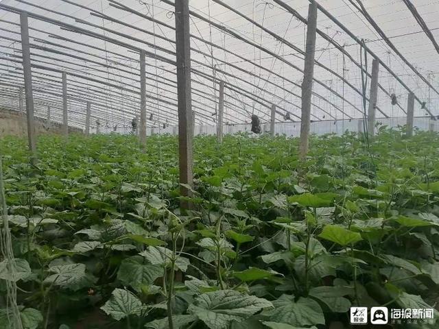 探访山东寿光蔬菜批发市场：黄瓜西红柿集中上市“菜篮子”供应充足5