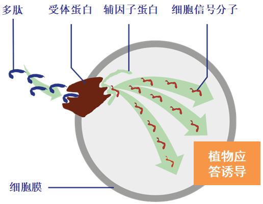 多肽制剂：作物保护与营养行业新兴产品 首创技术为应对种植挑战带来新突破1