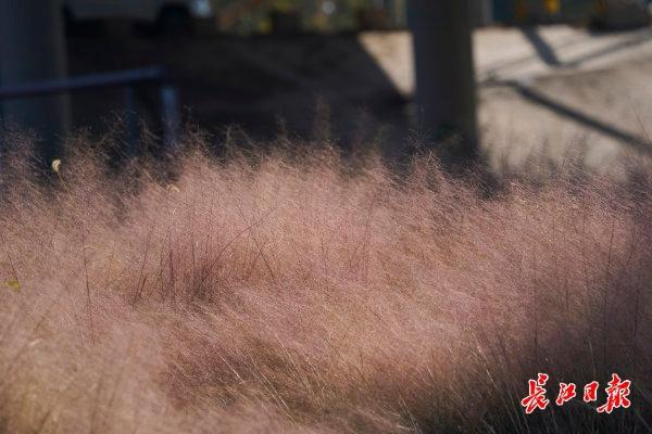 忘羡再生缘11一只漂亮的鹅卵石制砂机