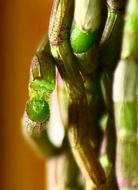 不止好吃那么简单！这三种养胃“鲜药”你用对了吗？