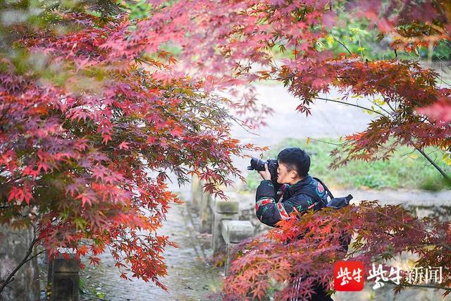 建始槭 建始槭（监视器技术固定刷新率和gsync选择哪个） 生活