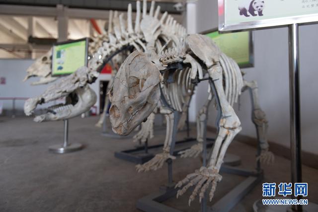 走进川渝古生物重点实验室这些重大发现首次展出 太阳信息网