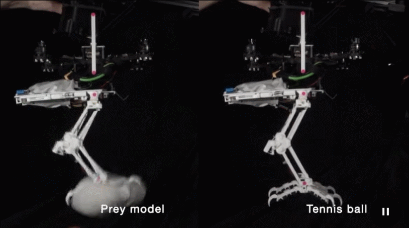 斯坦福发明“长腿”无人机！等比例模仿猎鹰，能空中抓球、树上栖息