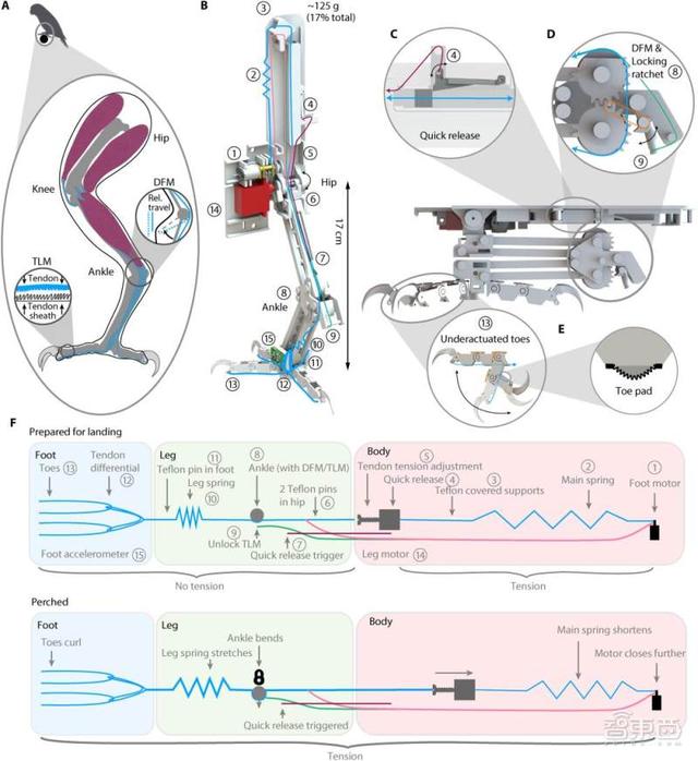 斯坦福发明“长腿”无人机！等比例模仿猎鹰，能空中抓球、树上栖息