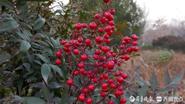 初冬濟南泉城公園最靚的 紅豆 紅彤彤活力十足 全網搜