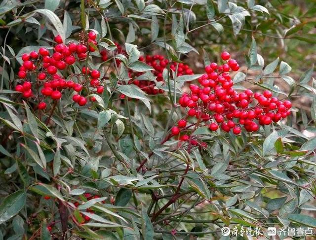 初冬濟南泉城公園最靚的 紅豆 紅彤彤活力十足 全網搜