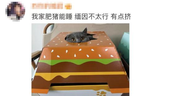 霸占俩热搜！小程序、APP崩了！这届铲屎官抢猫窝有点猛