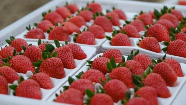 建德草莓种植面积 又到草莓采摘季，新品种“建德红”抢鲜上市