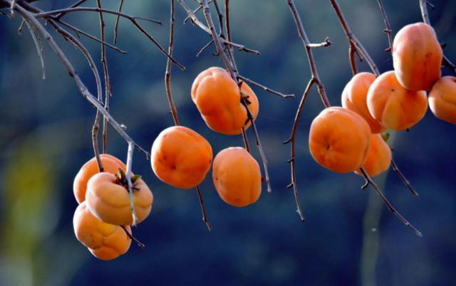 柿子通身都是宝 各个部位都可入药