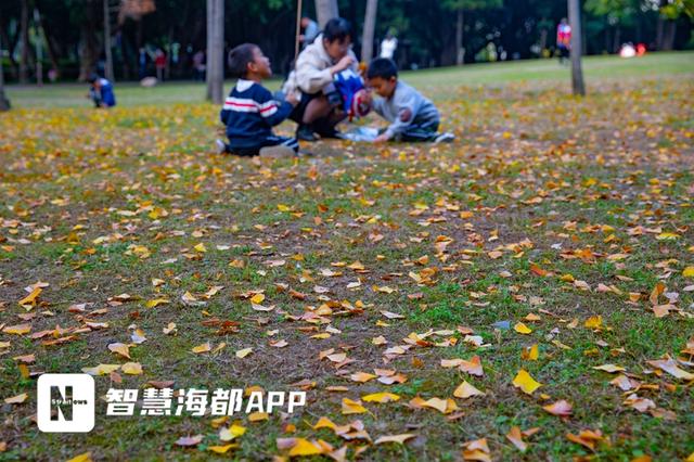 银杏树介绍 银杏树介绍（街子古镇银杏树介绍） 生活