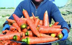 胡萝卜的营养成分列表，总结了这几点，快看 胡萝卜里有什么营养成分