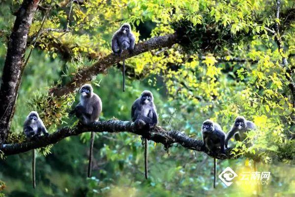 春节出游,全是干货丨云南16州市景区优惠暨文旅活动速看→