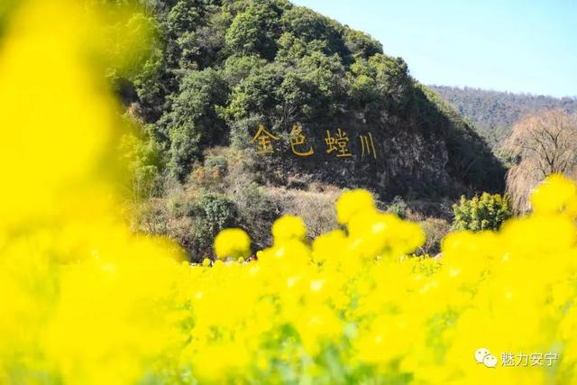 安寧萬畝油菜花開正盛 安平萬畝油菜花 - 雲知網