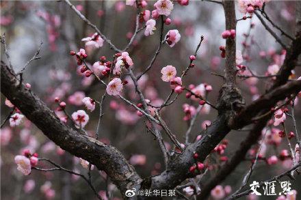梅花山 梅花山（梅花山自然保护区） 生活
