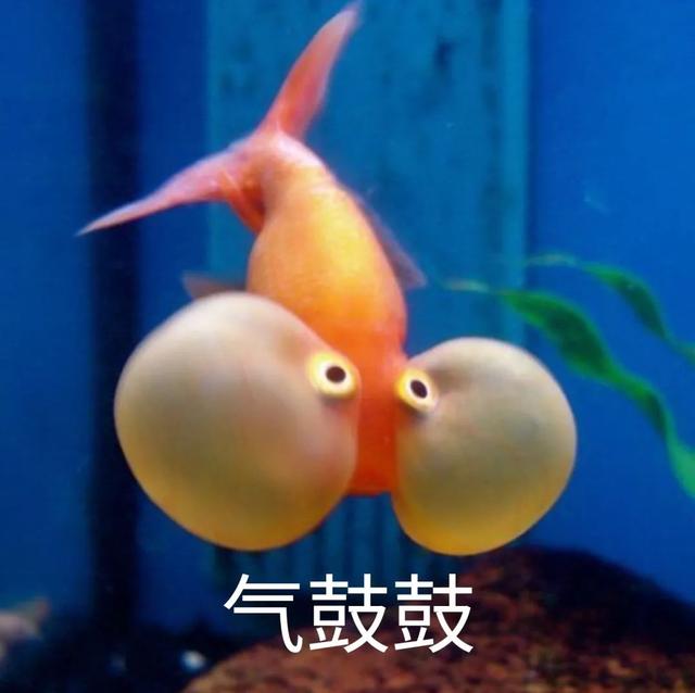 金鱼的记忆 金鱼的记忆