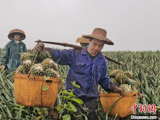 菠萝产地（菠萝产地主要在哪个省）