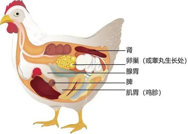 连砂石图片