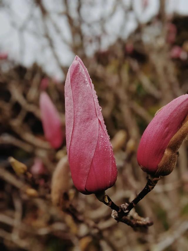 夜读 | 雨水：好雨知时节8