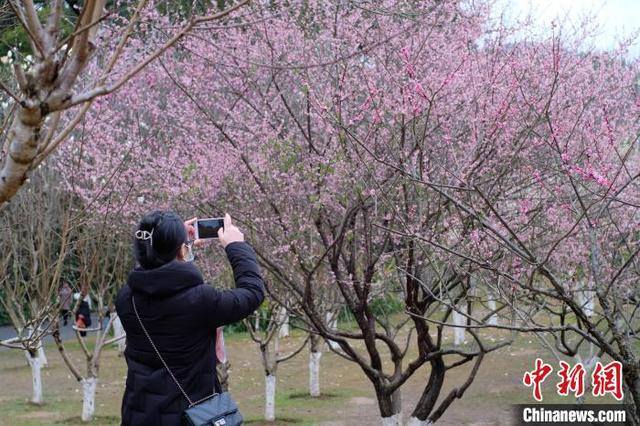 桃花图片