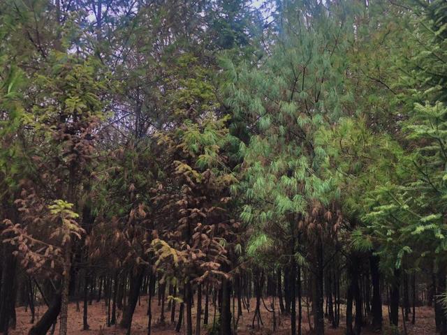 毕节多点锤破碎机