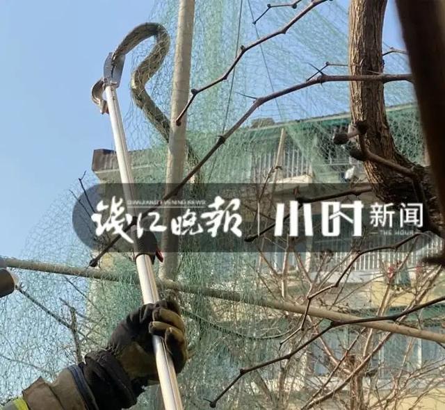 小区发生人蛇大战？近3米长大蛇 张口与人对峙
