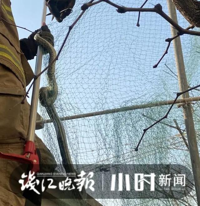 小区发生人蛇大战？近3米长大蛇 张口与人对峙