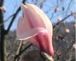 宝华玉兰