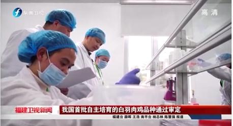 中国一年吃掉50亿只白羽鸡？45天“速成”的鸡到底能不能吃？
