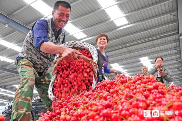 好品山东丨临朐樱桃请上了“农保姆”！科技孵化打造百亿级产业集群