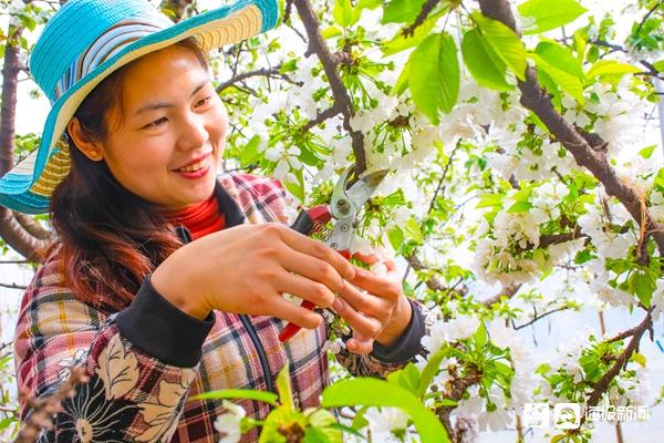 好品山东丨临朐樱桃请上了“农保姆”！科技孵化打造百亿级产业集群
